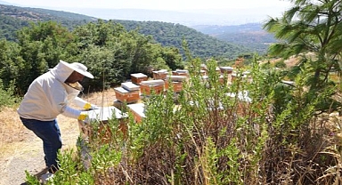 Bornovalı arıcılarda hasat mutluluğu