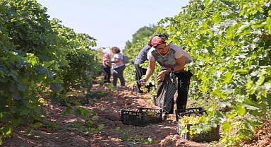  Buca bağlarında hasat başladı