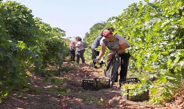 Buca bağlarında hasat başladı