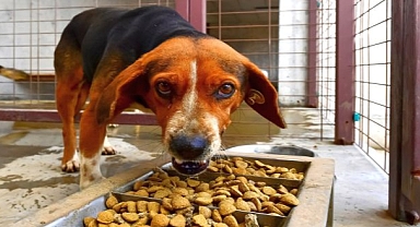 Büyükşehir can dostlar için mama üretiyor