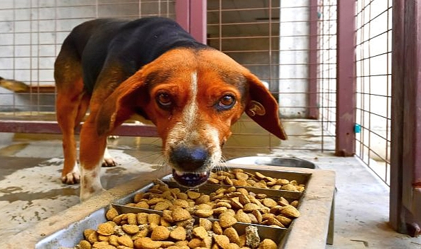 Büyükşehir can dostlar için mama üretiyor