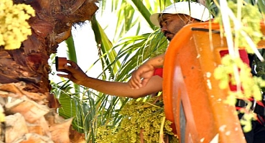 İzmir’in palmiyeleri için alarm sistemi