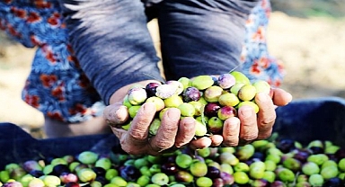 18. Uluslararası Ayvalık Zeytin Hasat Festivali Başlıyor