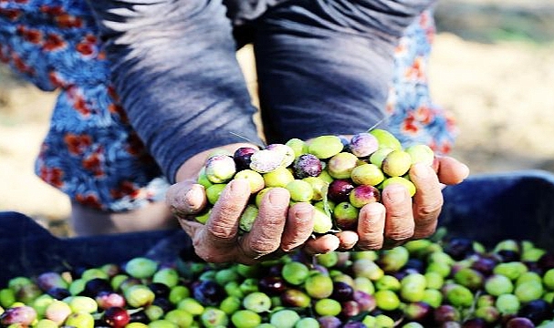 18. Uluslararası Ayvalık Zeytin Hasat Festivali Başlıyor