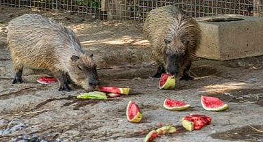 Hayvanlar yesin istedim