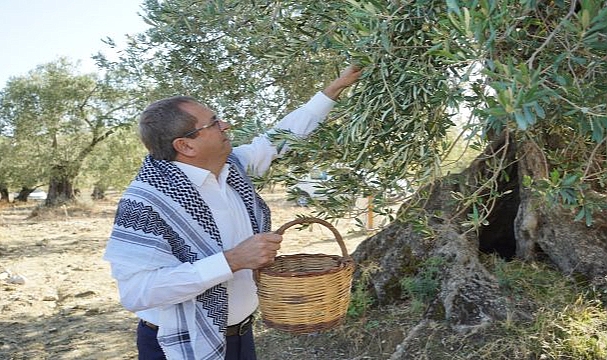 Dünya Zeytin Ağacı Günü Kutlu Olsun