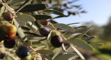 Eşsiz Lezzetiyle Bergama Zeytinyağı, 