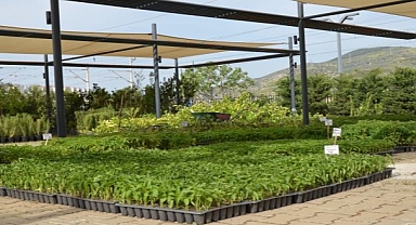 Yerel Tohumlarla Üretim Devam Ediyor