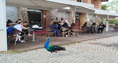 Tasarımcılar, hayvanların refahı için işbaşında!