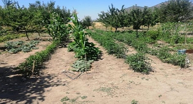 Efes Tarlası Yaşam Köyü'nden Anadolu'ya Yayılan Yerel Tohumlar