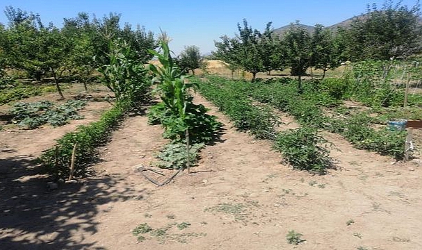Efes Tarlası Yaşam Köyü'nden Anadolu'ya Yayılan Yerel Tohumlar
